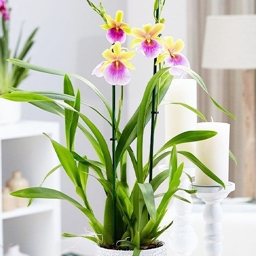 

Орхидея Miltonia Sunset Фиолетовый, Желтый Комнатные цветы в горшке Florium