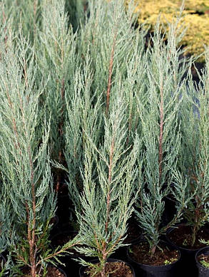 Ялівець скельний Блю Ерроу \Juniperus scopulorum Blue Arrow (С1.5л 30-40см), фото 2