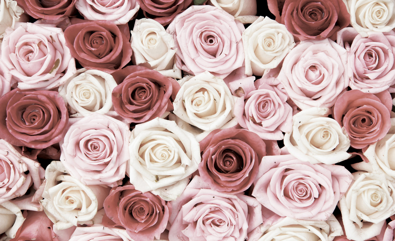 

Фотообои флизелиновые 3D 416x254 см Цветы - много роз (1629VEXXXL)