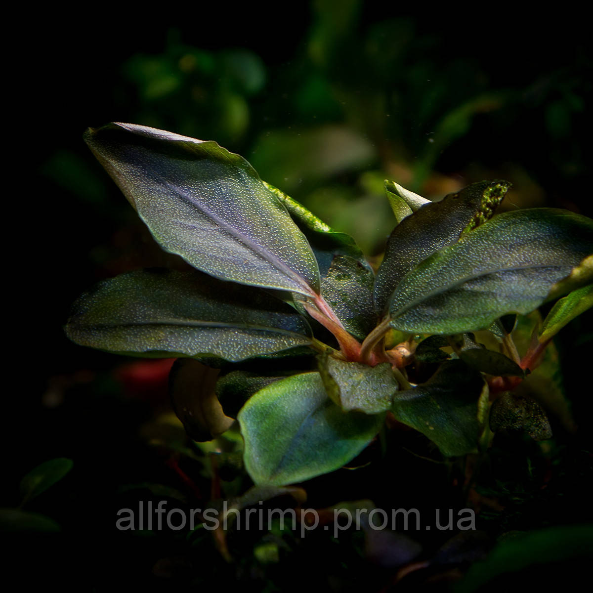 Буцефаландра / Bucephalandra sp. Nanga Taman Red Cherry, отросток 5 ли