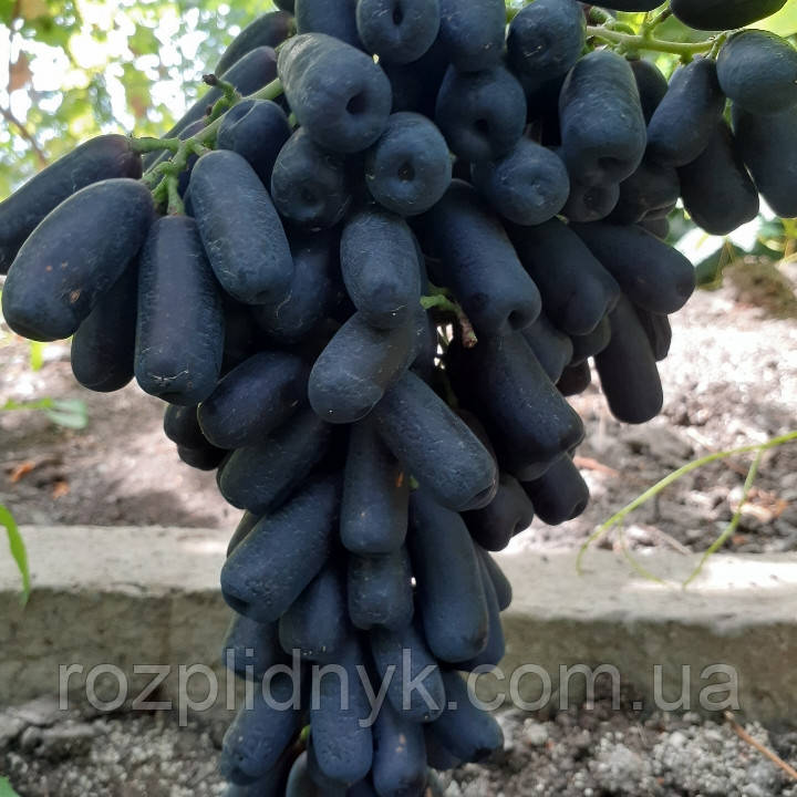 Сорт Винограда Хэллоуин Фото Сорт Винограда Хэллоуин Фото