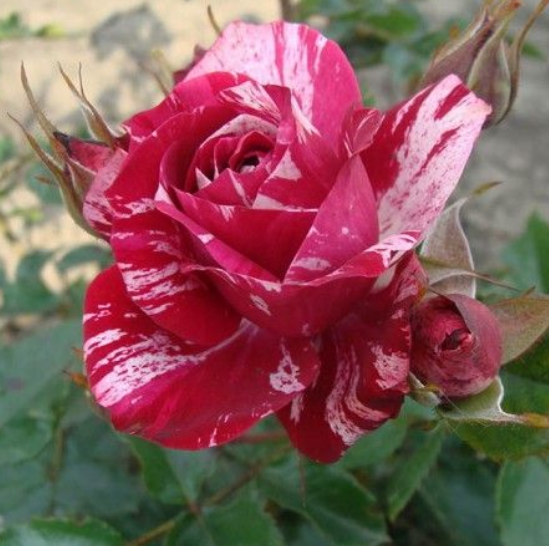 Саджанці бордюрної троянди Арау