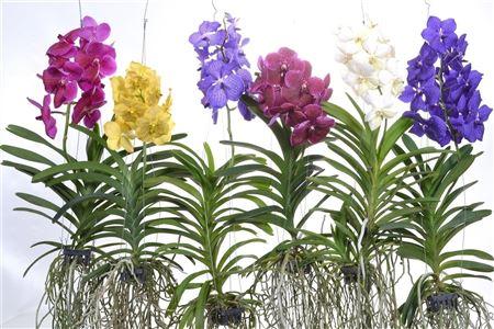 

Ванда (Vanda Grootbloemib Mix Xl (gr))