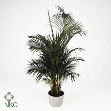 

Дипсис (Dypsis (cl))