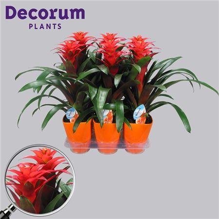 

Гузмания, гусмания (Guzmania Tutti Frutti Oranje Luxe Keram (dec) (gr))