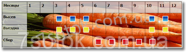 высев сбор семян моркови