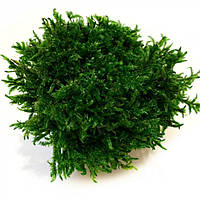 Стабилизированный мох Прованс Обыкновенный 1 кг Green Ecco Moss