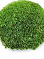 Стабилизированный мох Кочка Зеленая 100 г Green Ecco Moss