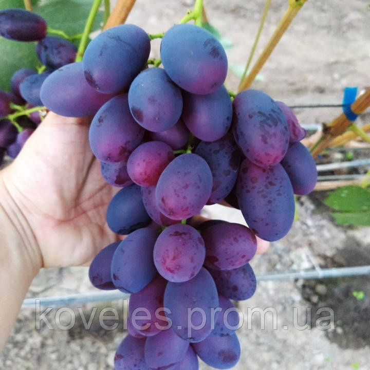Виноград Содружество Описание Сорта Фото Виноград Содружество Описание Сорта Фото