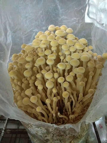 Фламмулина Зимний Опенок Фото И Описание Фламмулина Зимний Опенок Фото И Описание