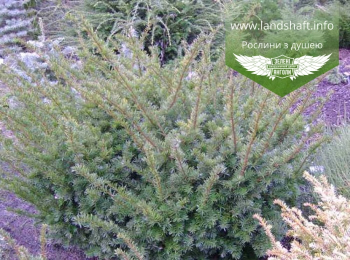 

Taxus cuspidata 'Rustique', Тис японський 'Рустік',C5 - горщик 5л