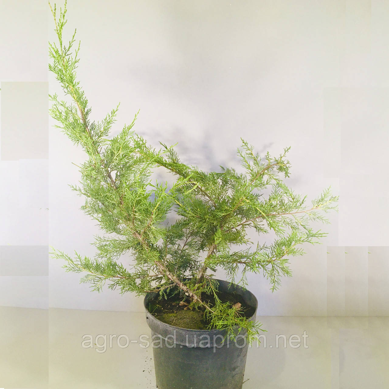 Можжевельник китайский Куривао Голд (с10 н50-60)
