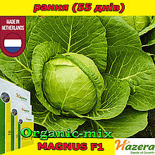 МАГНУС F1 / MAGNUS F1, насіння ранньої капусти, 2500 насінин, ТМ HAZERA (Нідерланди)