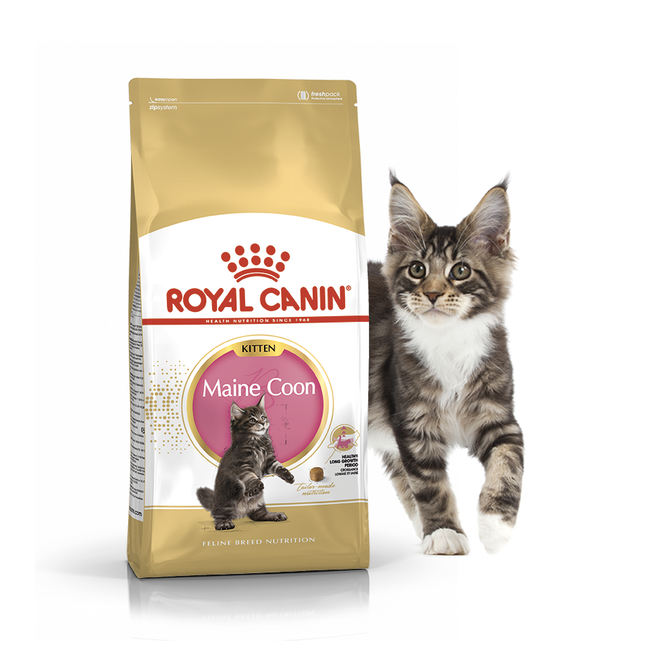 Royal Canin (Роял Канин) Maine Coon Kitten Сухой корм для котят породы мейн-кун 0.4 кг