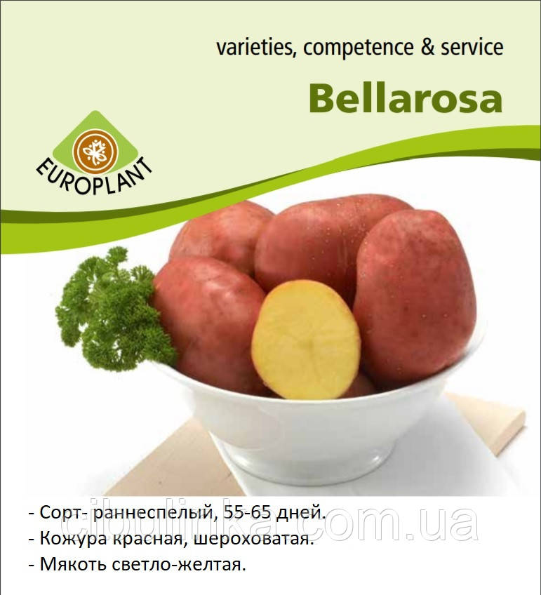 Семенной Картофель Europlant, Беллароза (Bellarosа), 1 репродукция, Ге