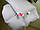 Ковдра пухова HELEN 140×205 см касетна ( білий пух 100% ) 700г демісезонне сірий, фото 2