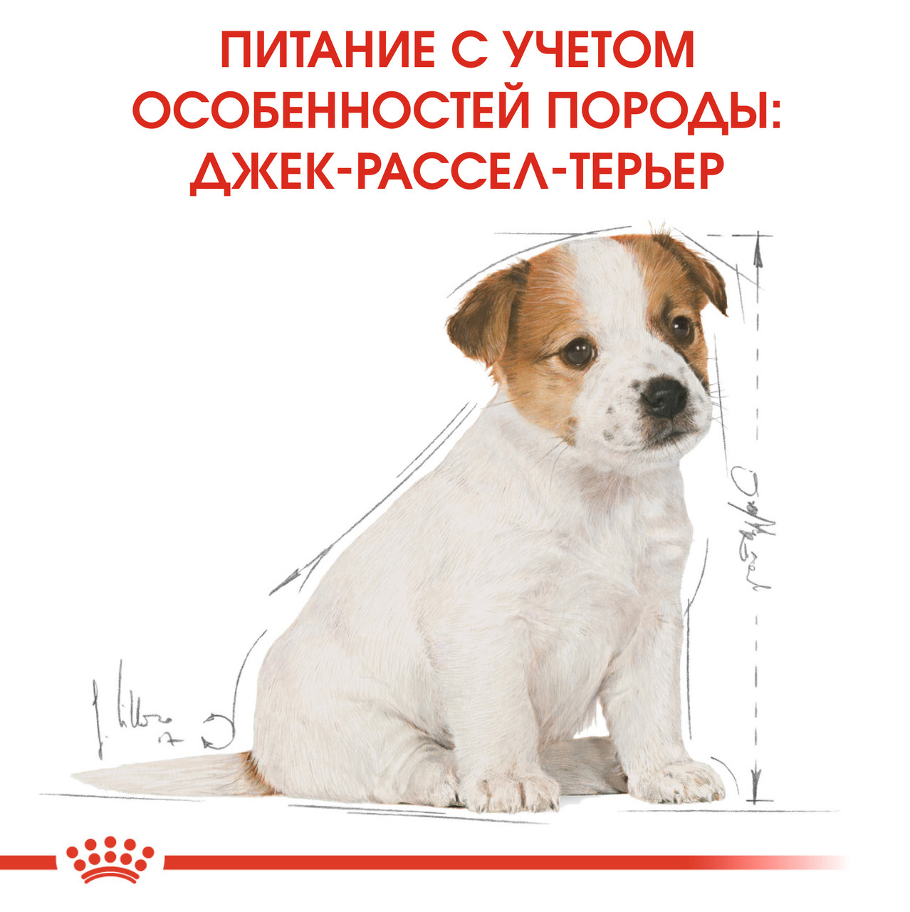 

Сухой корм ROYAL CANIN JACK RUSSEL PUPPY 3 кг