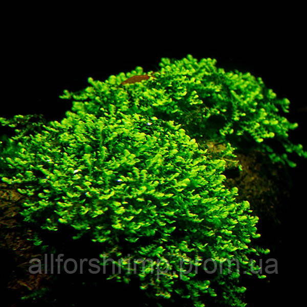 Мох Буцефаландра / Moss sp. Bucephalandra, порция 2х2см
