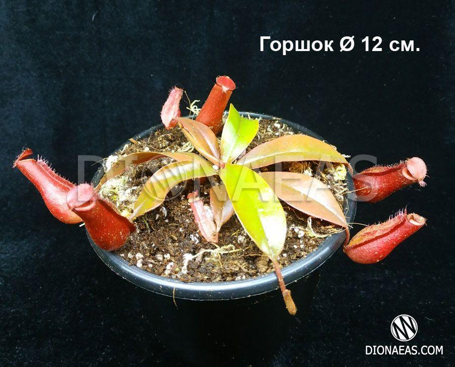 

Непентес (Nepenthes Bloody Mary) - хищное, насекомоядное, экзотическое, многолетнее, редкое растение