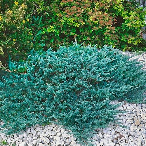 

Саженцы Можжевельника горизонтального Блю Чип (Juniperus horizontalis Blue Chip)