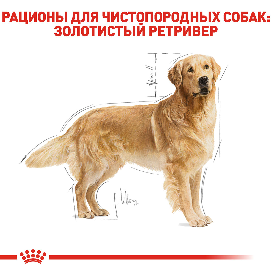 

Корм ROYAL CANIN GOLDEN RETRIEVER ADULT 3 кг для золотистого ретривера