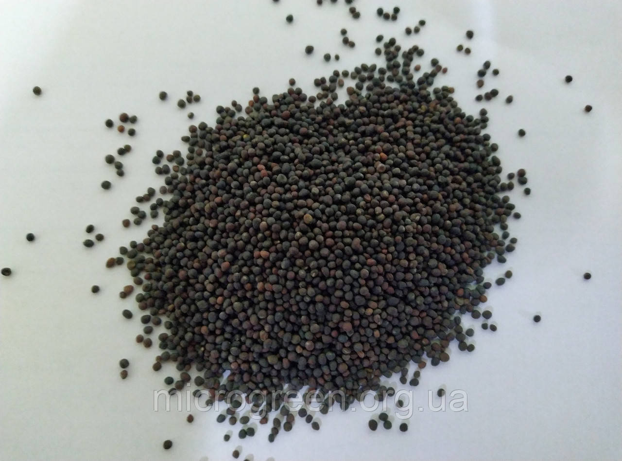 

Семена Кольраби красная микрогрин 0.5