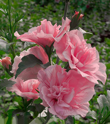 Гибискус сирийский махровый Пинк Шифон \ Hibiscus syriacus Pink Chiffon ( саженцы 2 года), фото 2