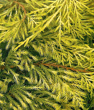 Можжевельник средний Голден Саусер \ Juniperus media Golden Saucer ( С1.5л ) саженцы, фото 2