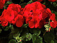 Профсемена. Насіння квітів Пеларгонія садова червона, 0.04 р..