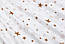 Ткань сатин "Звёздный карнавал" кофейно-коричневый на белом, №3122с, фото 2