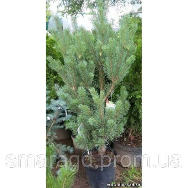 

Сосна обыкновенная - Pinus sylvestris Watereri (горшок C 15, высота H 80-100)