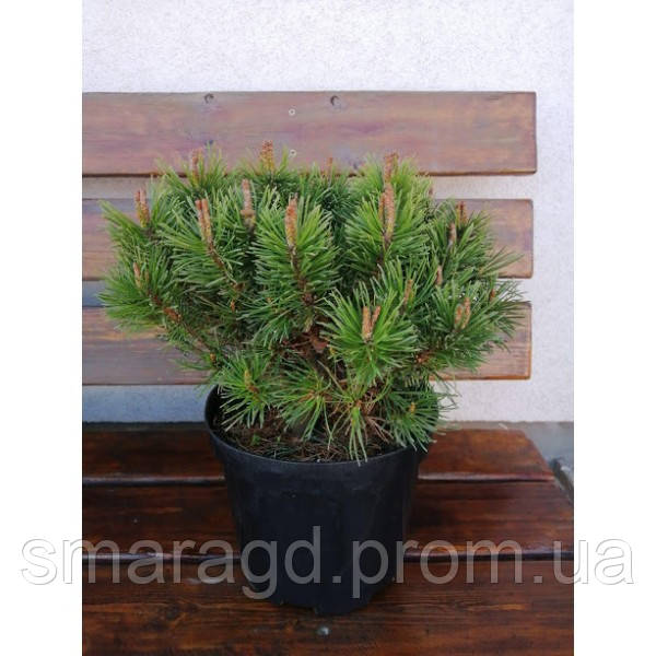 

Сосна крючковатая - Pinus uncinata Nana (горшок C 5, диаметр D 30-40)