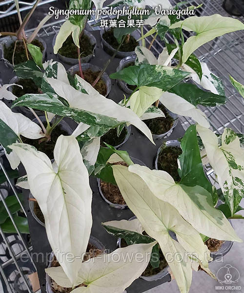 

Комнатные растения Сингониум podophyllum 'Variegata', подросток, размер 2,5