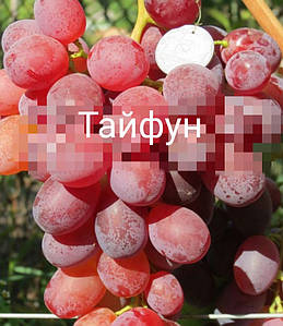 Виноград Содружество Описание Сорта Фото Виноград Содружество Описание Сорта Фото