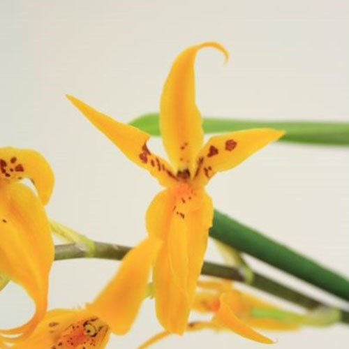 

Орхидея Brassia Anita Желтый Комнатные цветы в горшке Florium
