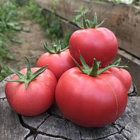Семена томатов цезарь семен семин сын