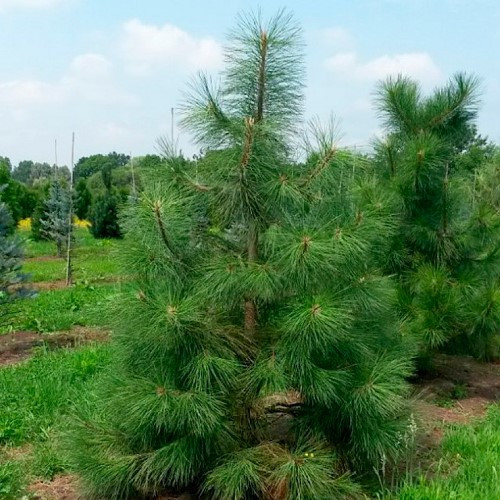 Сосна желтая (Pinus ponderosa) 7,5л