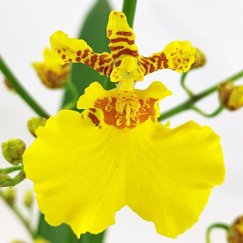 

Орхидея Oncidium Sweet Sugar Желтый Комнатные цветы в горшке Florium