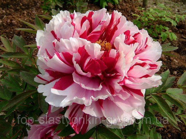 

Пион древовидний Shima-nishiki Dao Jin, Paeonia suffruticosa 'Dao Jin'