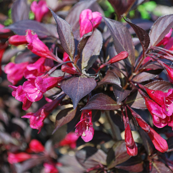 

Саженцы Вейгелы цветущей Александра (Weigela florida Alexandra )