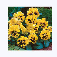 Насіння квітів фіалки Карусель Yellow 100 з