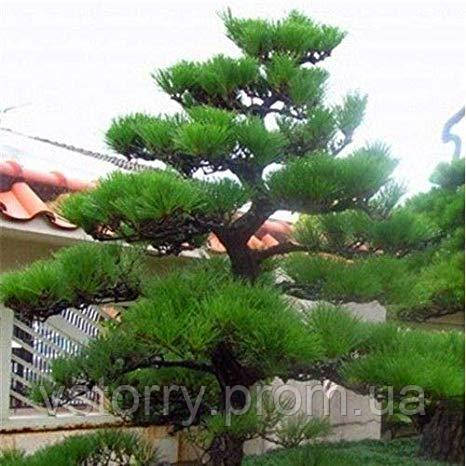 

Сосна Красная Китайская Табулеформис ( Pinus Тabuliformis ) р9 3 года