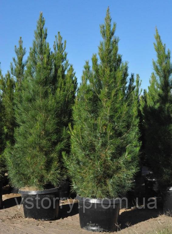 

Сосна Эльдарская ( Pinus Eldarica ) р9 2 года