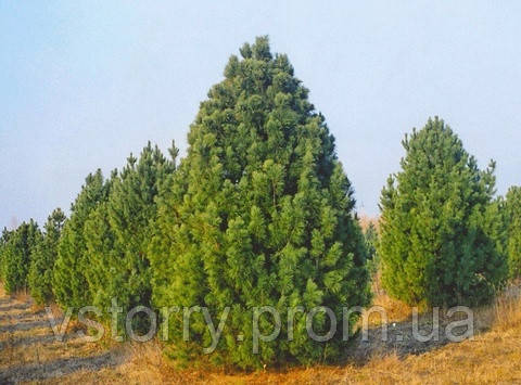 

Сосна Кедровая Сибирская ( Pinus Sibirica ) р9 2 года