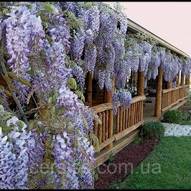 

Глициния китайская, Wisteria sinensis