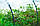 Парник "Щедрий урожай" 10 м. щільність 50 г/м2 (міні теплиця), фото 4