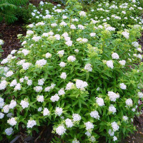 

Саженцы Спиреи японской Альбифлора (Spiraea japonica Albiflora)