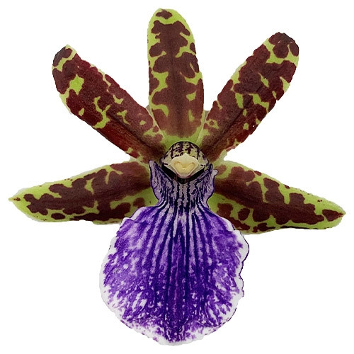 

Орхидея Zygopetalum Violet Белый, бежевый, кремовый, Синий Комнатные цветы в горшке Florium