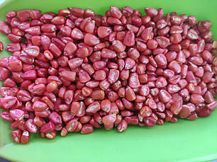 Кукурудза "Збруч" ФАО 310, 1 мішок (80тис. насінин), фото 2