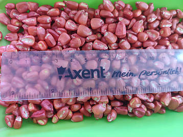 Кукурудза "Збруч" ФАО 310, 1 мішок (80тис. насінин), фото 2